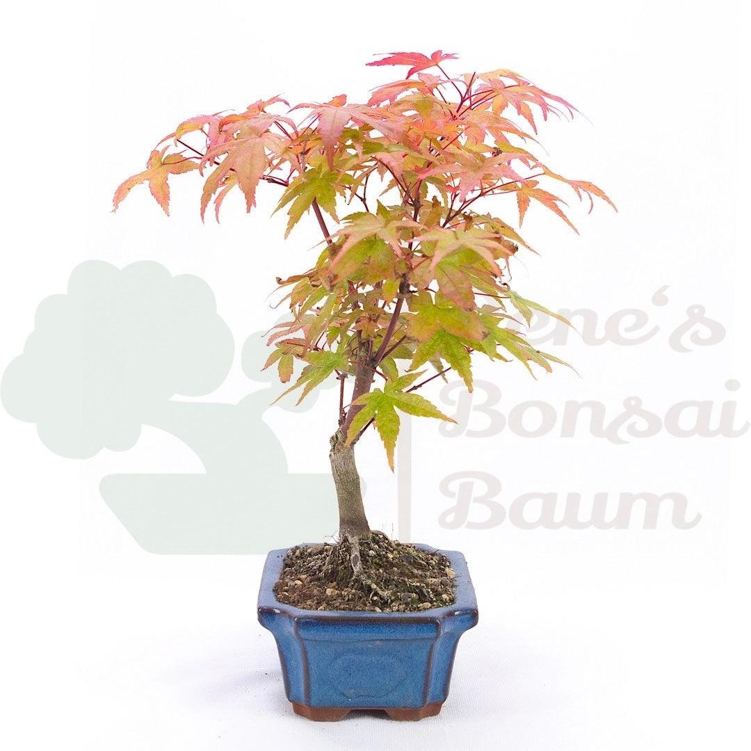 Fächer-Ahorn 'Acer palmatum 'Deshojo'