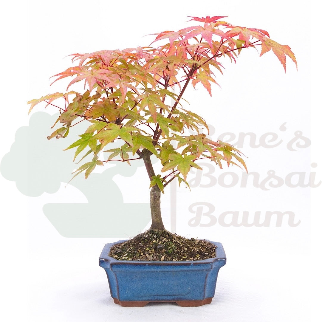 Fächer-Ahorn 'Acer palmatum 'Deshojo'