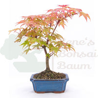 Fächer-Ahorn 'Acer palmatum 'Deshojo'