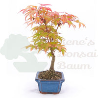 Fächer-Ahorn 'Acer palmatum 'Deshojo'