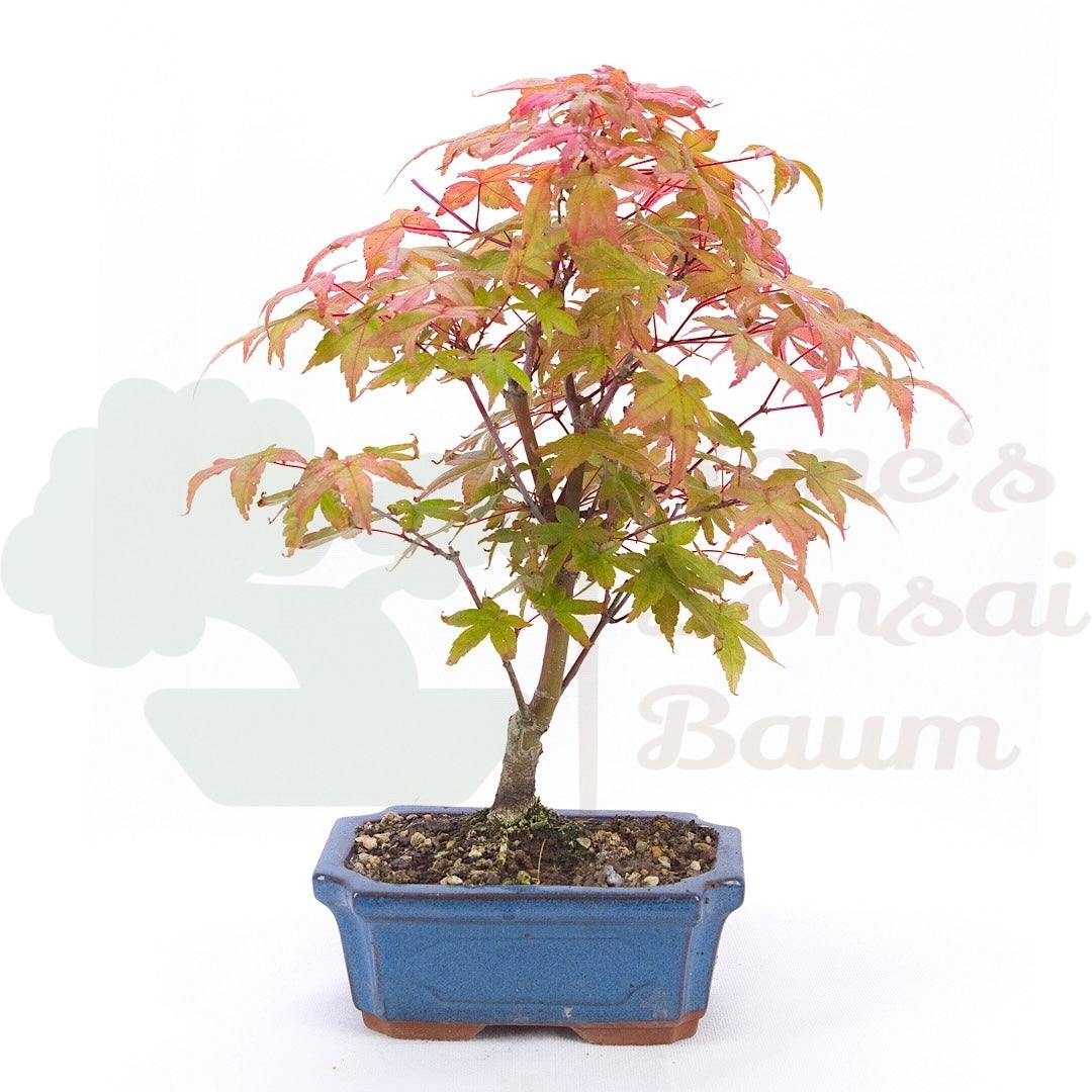 Fächer-Ahorn 'Acer palmatum 'Deshojo'