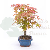 Fächer-Ahorn 'Acer palmatum 'Deshojo'