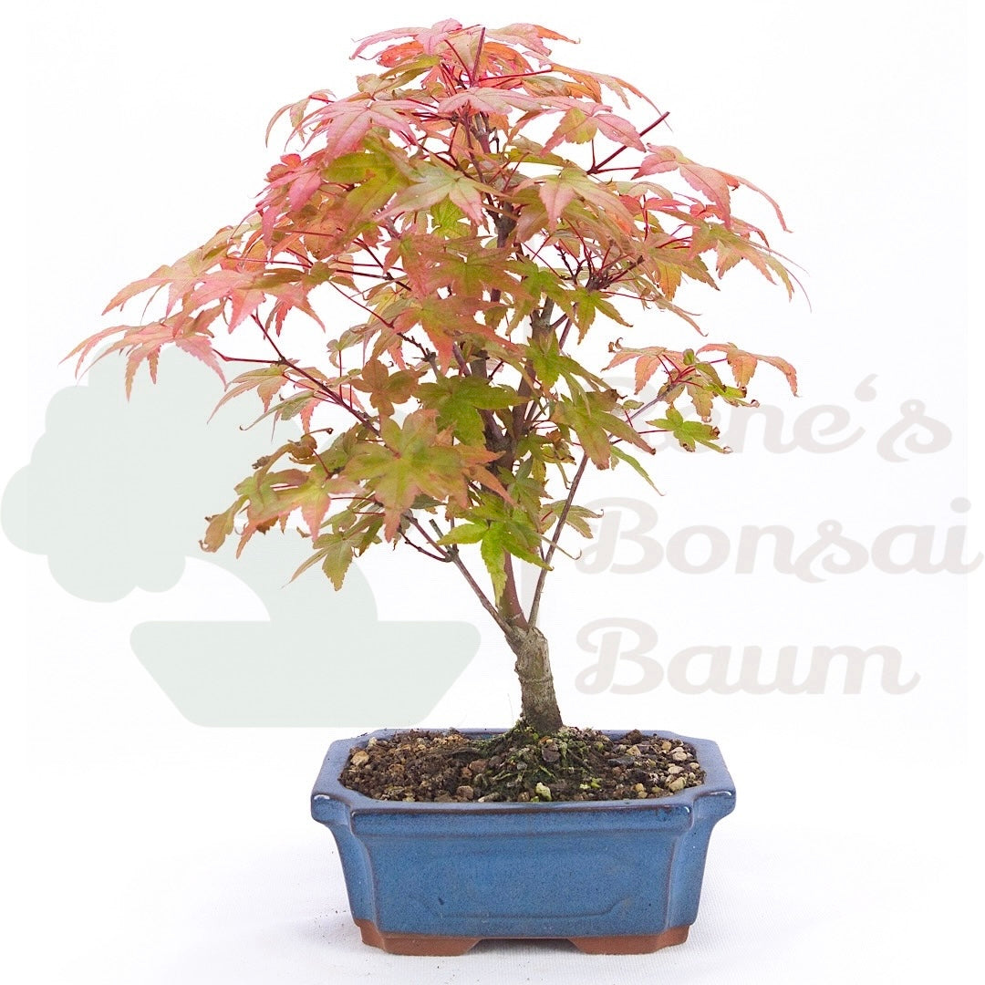 Fächer-Ahorn 'Acer palmatum 'Deshojo'