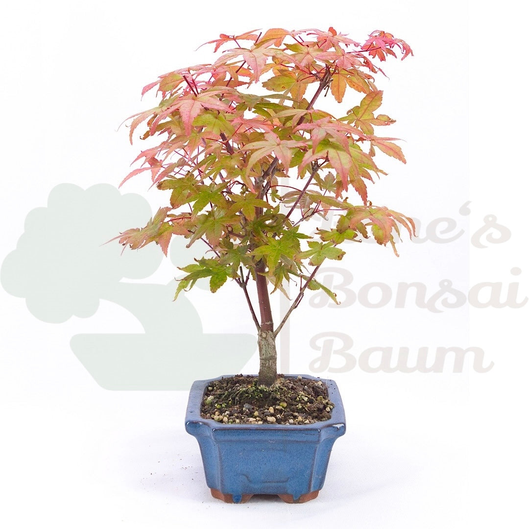 Fächer-Ahorn 'Acer palmatum 'Deshojo'
