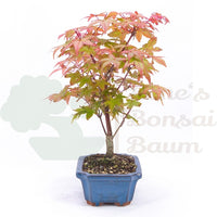 Fächer-Ahorn 'Acer palmatum 'Deshojo'