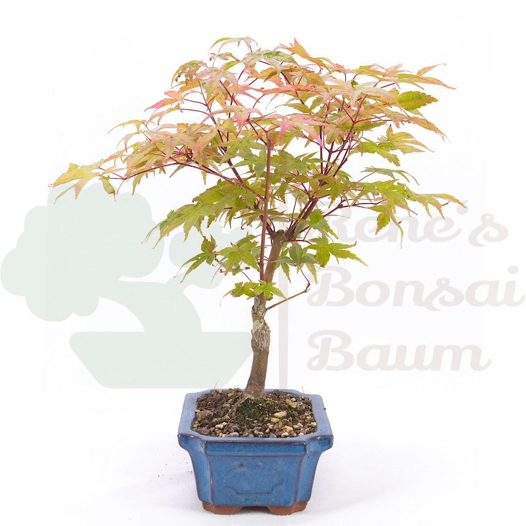 Fächer-Ahorn 'Acer palmatum 'Deshojo'