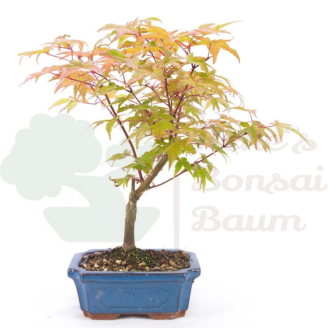Fächer-Ahorn 'Acer palmatum 'Deshojo'