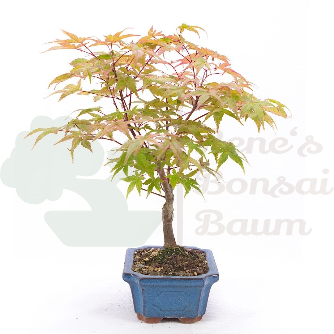 Fächer-Ahorn 'Acer palmatum 'Deshojo'