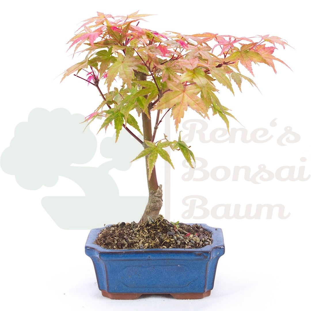 Fächer-Ahorn 'Acer palmatum 'Deshojo'