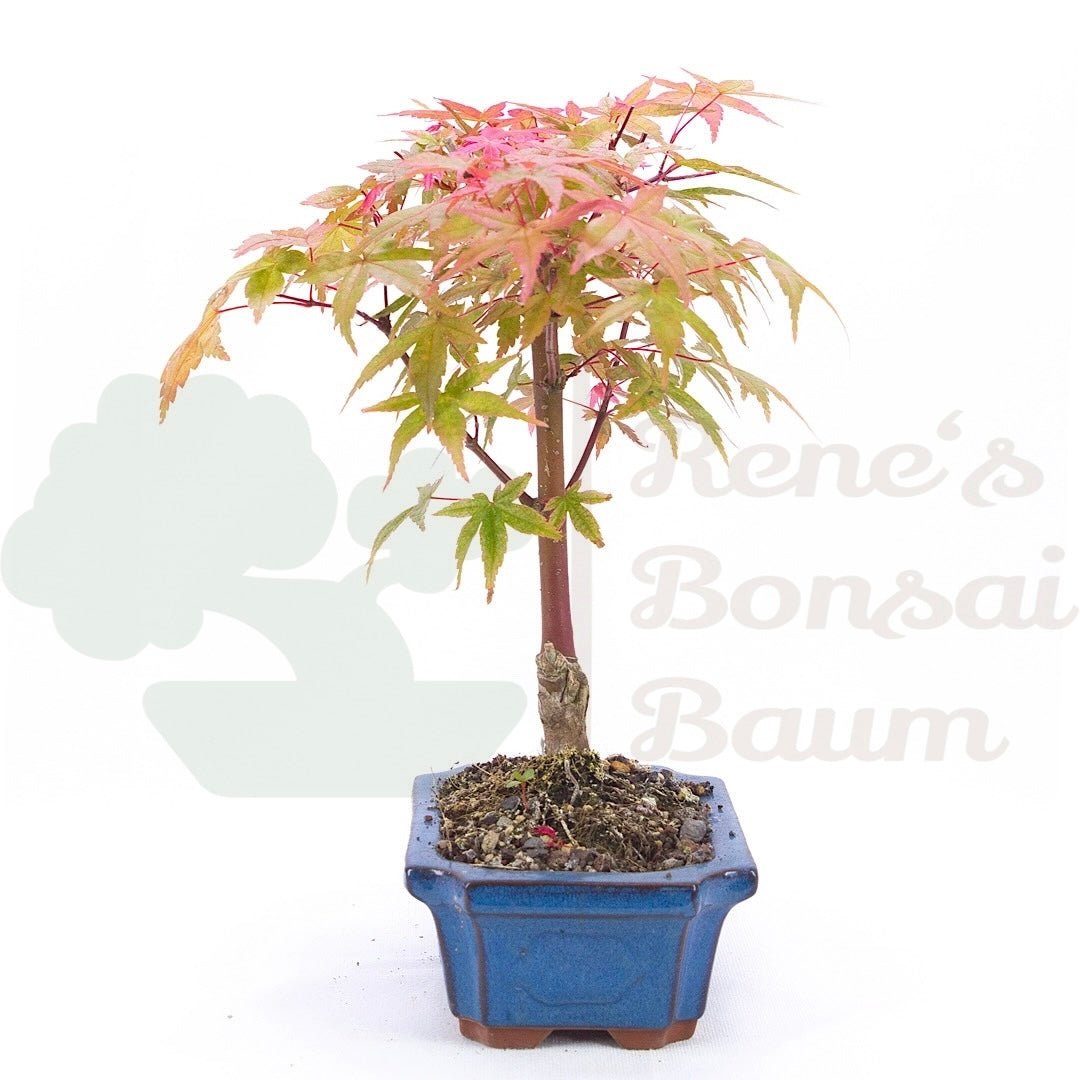 Fächer-Ahorn 'Acer palmatum 'Deshojo'