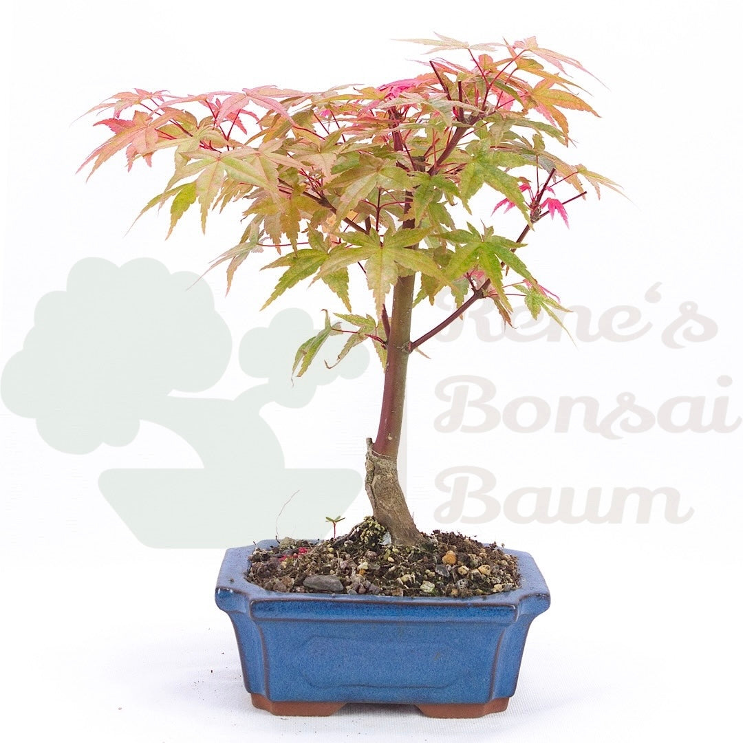 Fächer-Ahorn 'Acer palmatum 'Deshojo'