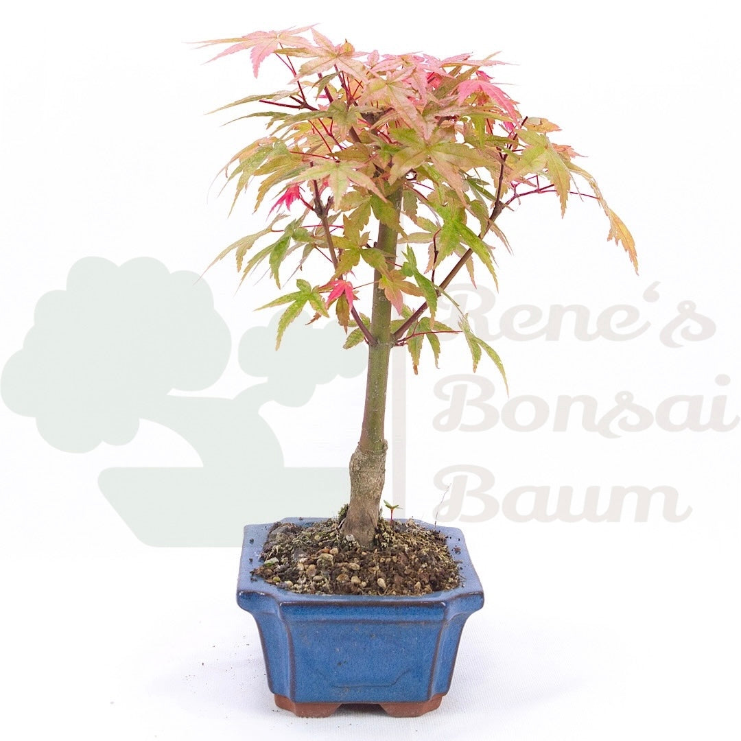 Fächer-Ahorn 'Acer palmatum 'Deshojo'
