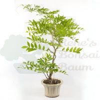 Blauregen 'Wisteria floribunda'