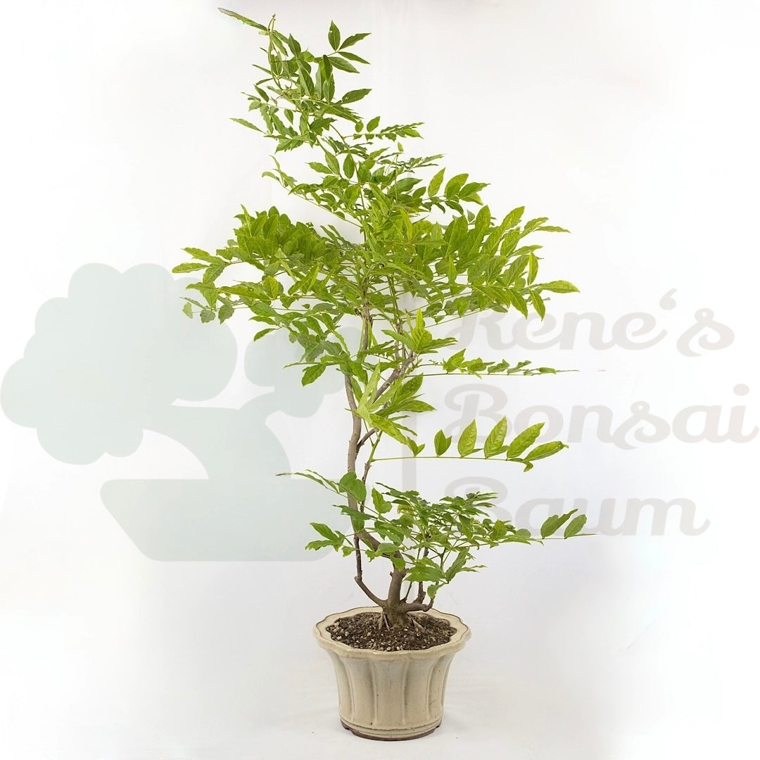 Blauregen 'Wisteria floribunda'