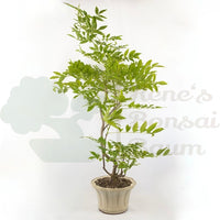 Blauregen 'Wisteria floribunda'