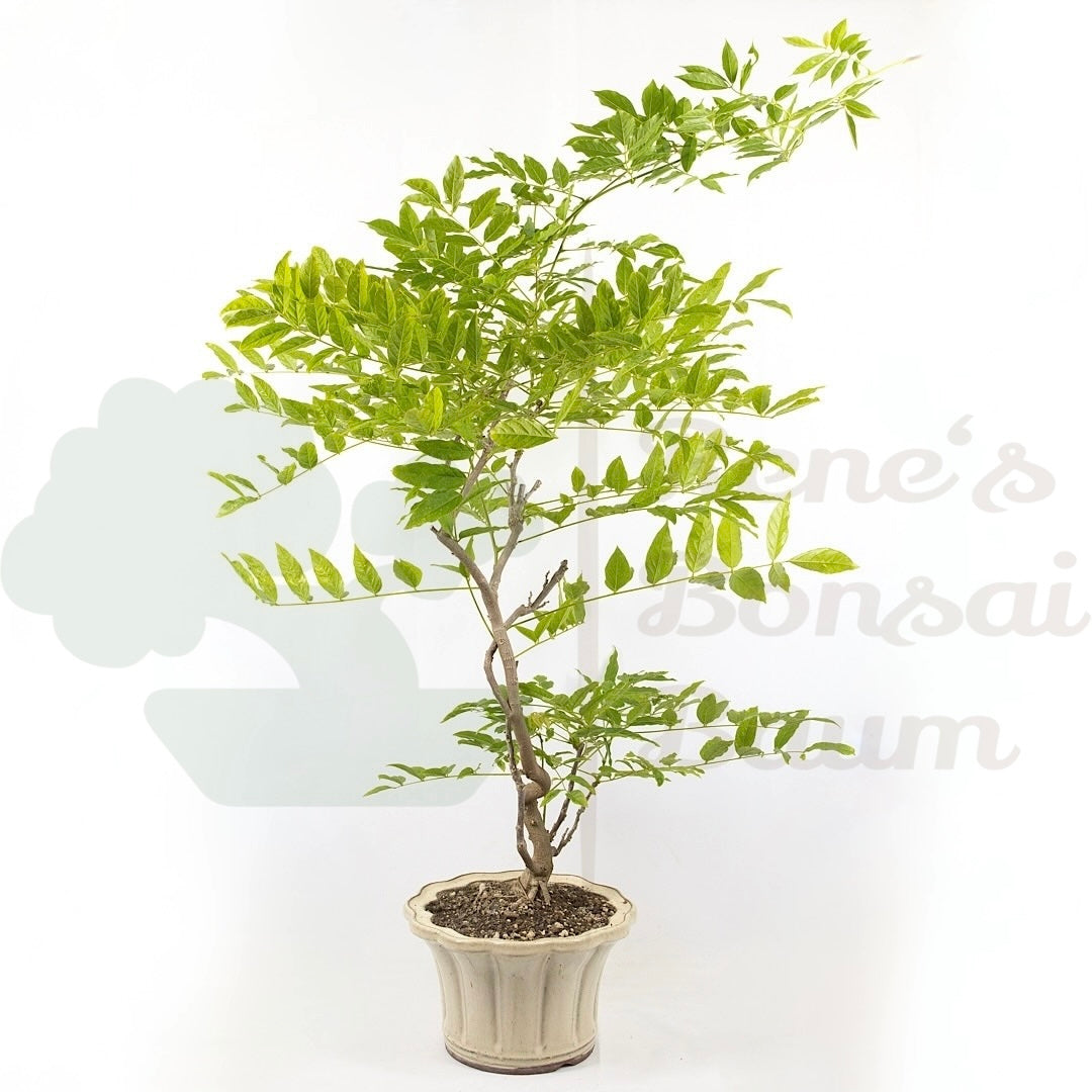 Blauregen 'Wisteria floribunda'