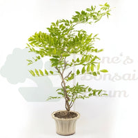 Blauregen 'Wisteria floribunda'