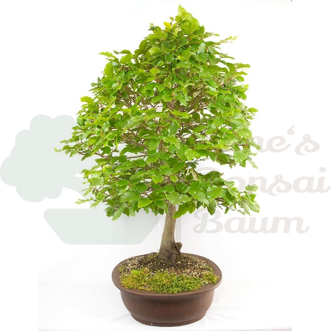 Rotbuche 'Fagus sylvatica'