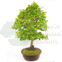Rotbuche 'Fagus sylvatica'