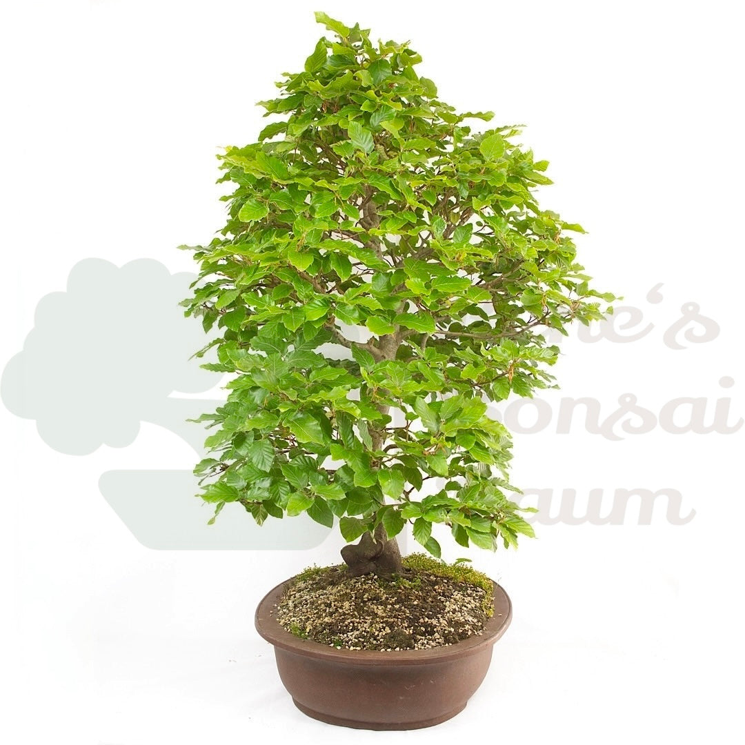 Rotbuche 'Fagus sylvatica'