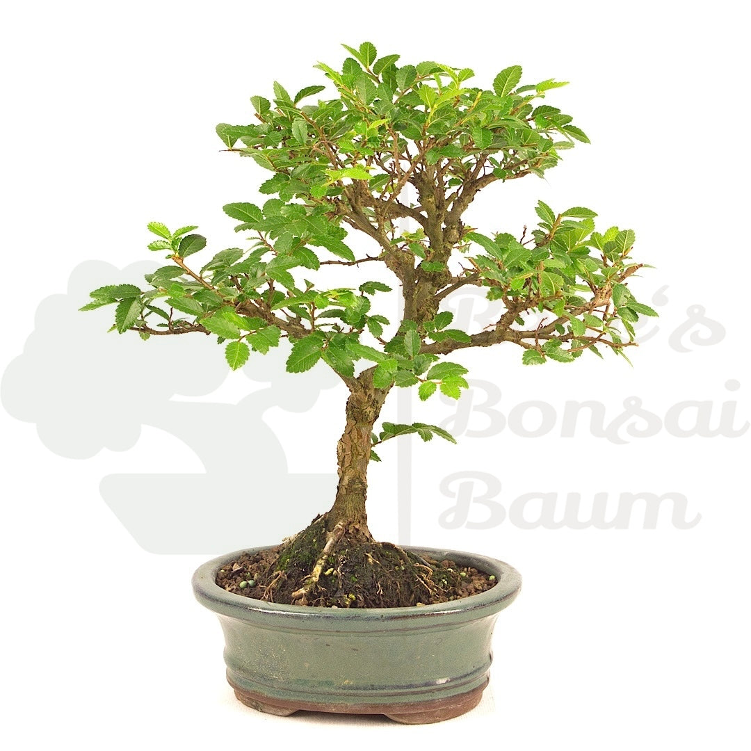 Japanische Ulme 'Ulmus japonica'