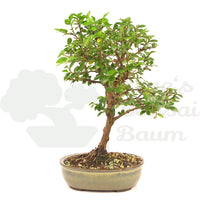 Japanische Ulme 'Ulmus japonica'