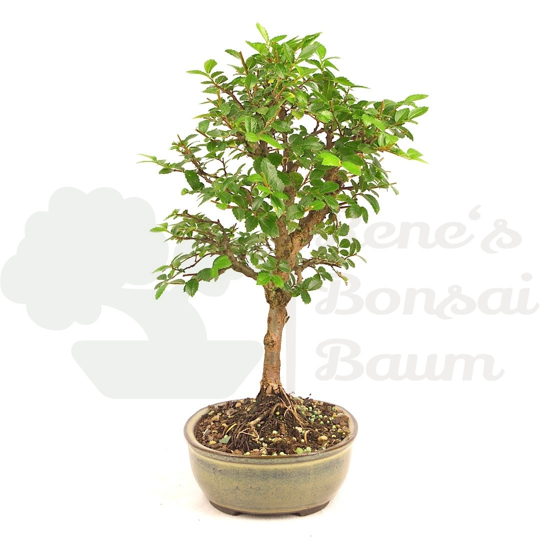 Japanische Ulme 'Ulmus japonica'