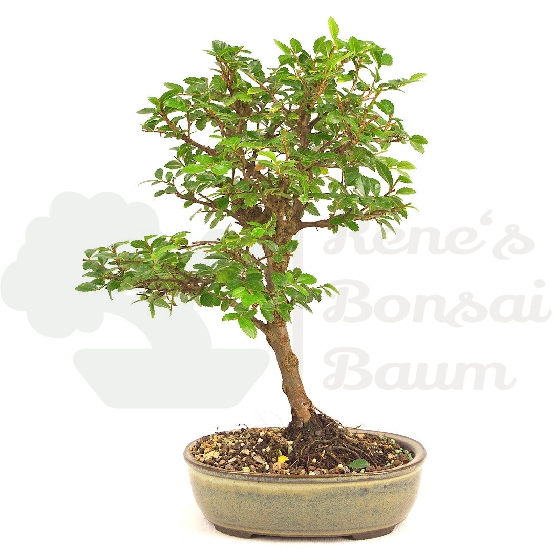 Japanische Ulme 'Ulmus japonica'