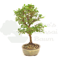 Japanische Ulme 'Ulmus japonica'
