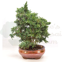 Chinesischer Wacholder 'Juniperus chinensis kyushu'