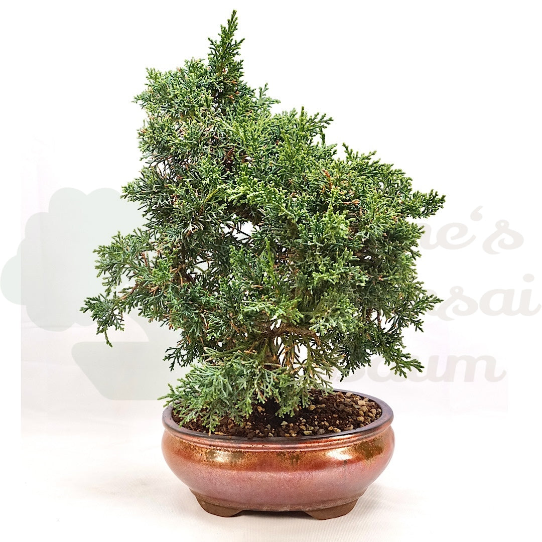 Chinesischer Wacholder 'Juniperus chinensis kyushu'
