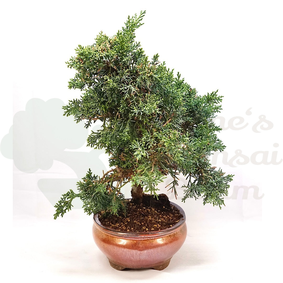 Chinesischer Wacholder 'Juniperus chinensis kyushu'