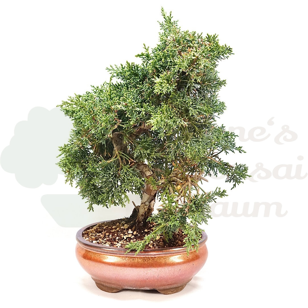 Chinesischer Wacholder 'Juniperus chinensis kyushu'