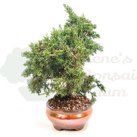 Chinesischer Wacholder 'Juniperus chinensis kyushu'