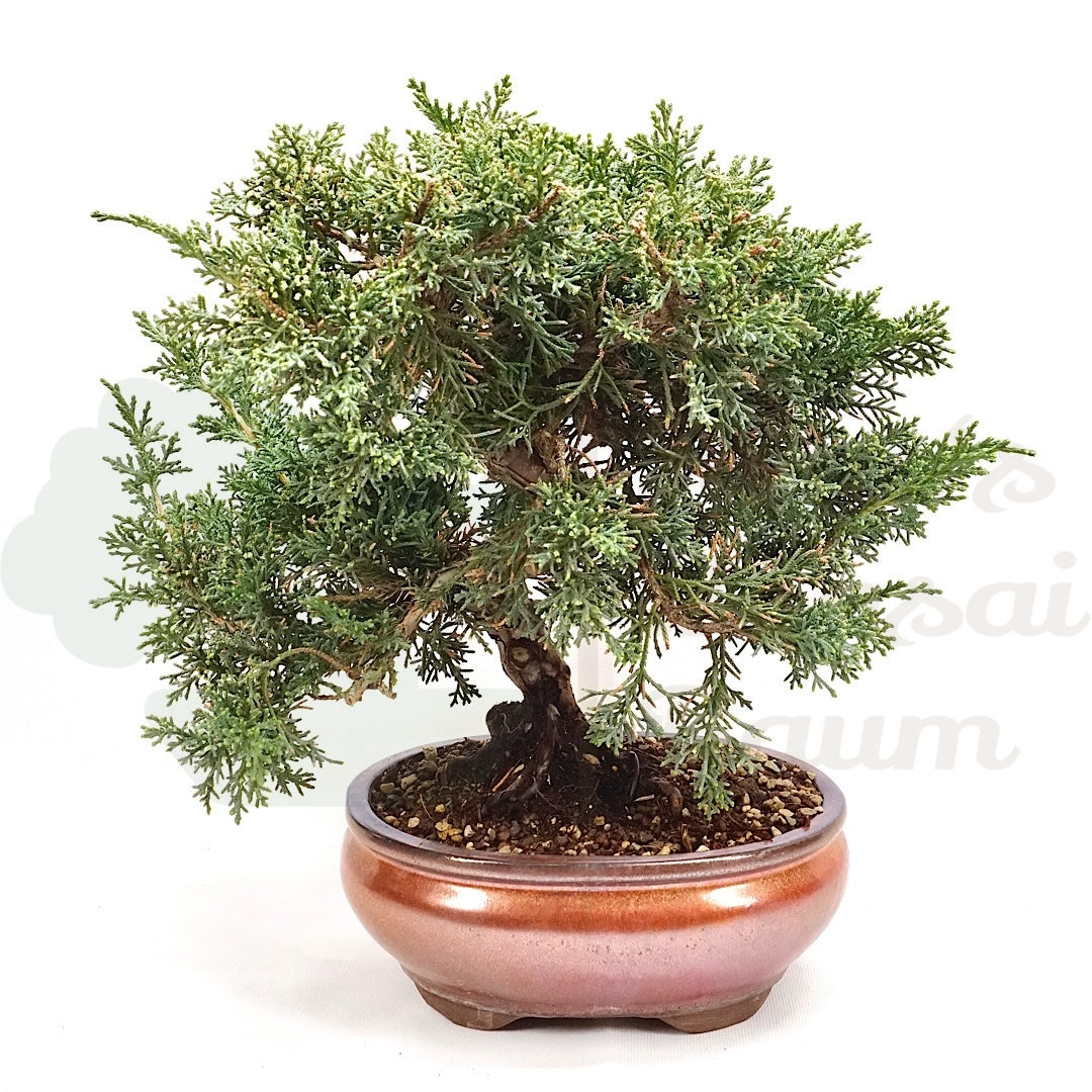 Chinesischer Wacholder 'Juniperus chinensis kyushu'