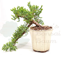 Kissen Wacholder 'Juniperus procumbens Nana'