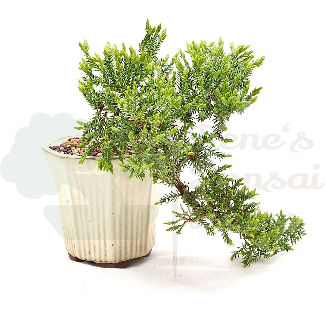 Kissen Wacholder 'Juniperus procumbens Nana'