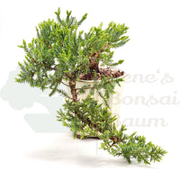 Kissen Wacholder 'Juniperus procumbens Nana'