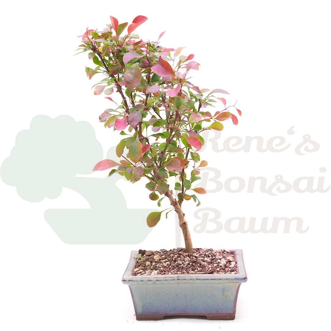 Blutberberitze 'Berberis thunbergii 'Atropurpurea'