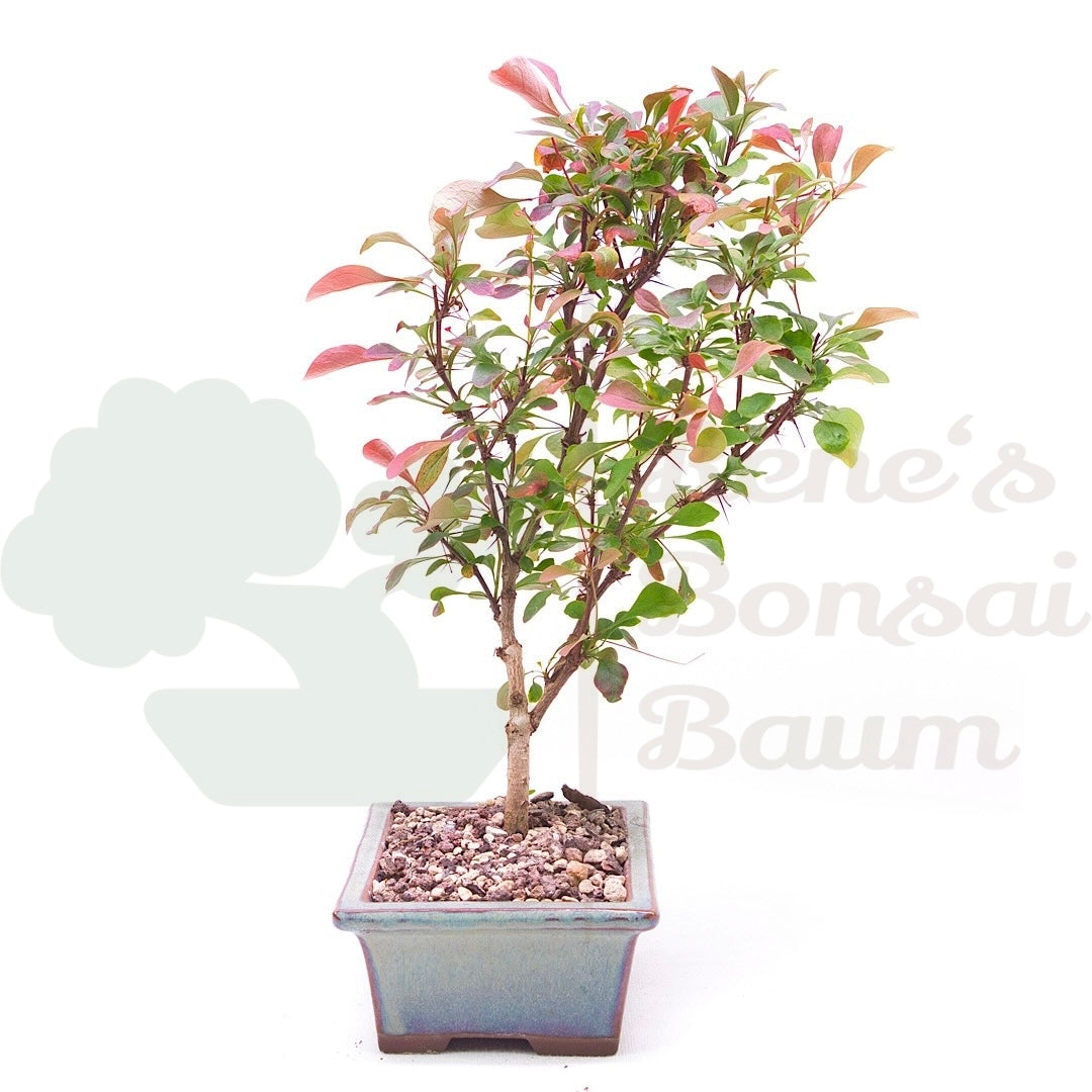 Blutberberitze 'Berberis thunbergii 'Atropurpurea'