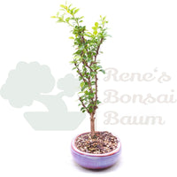 Berberitze 'Berberis