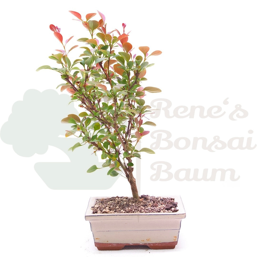 Blutberberitze 'Berberis thunbergii 'Atropurpurea'