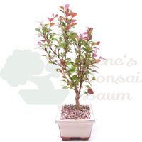 Blutberberitze 'Berberis thunbergii 'Atropurpurea'