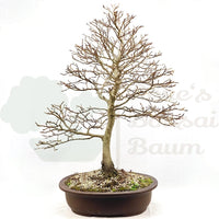 Rotbuche 'Fagus sylvatica'