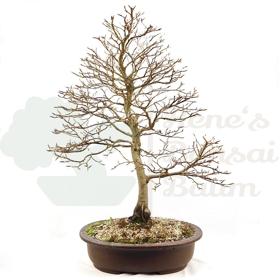 Rotbuche 'Fagus sylvatica'